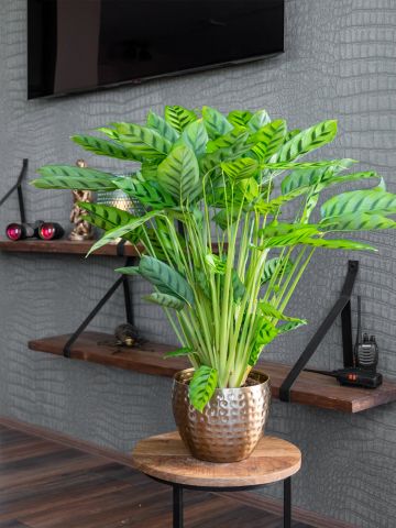 Calathea Leopardina
