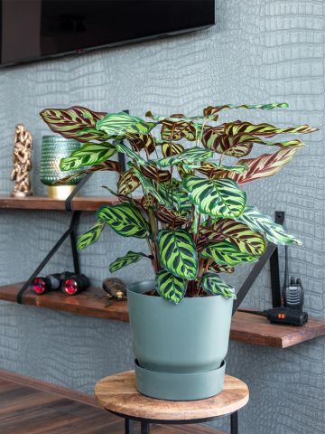Calathea makoyana