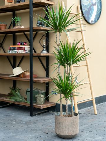 Dracaena Marginata