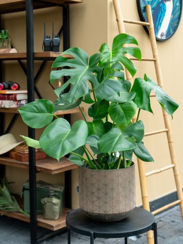 Monstera