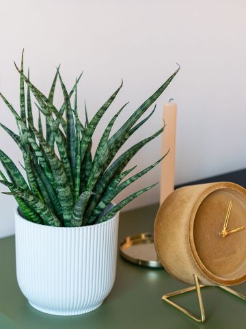 Sansevieria Fernwood