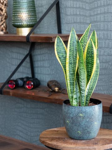 Sansevieria Laurentii