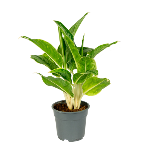 Aglaonema-cintho-queen-kamerplant