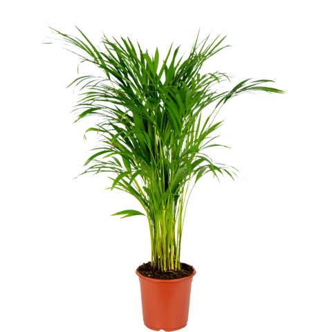 Areca-goudpalm-middelgroot-kamerplant