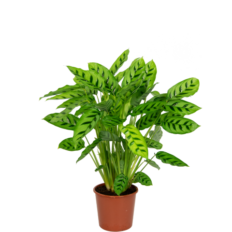 Calatea-leopardina-kamerplant