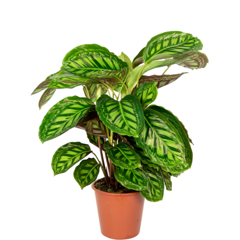 calathea flamestar kamerplant met ovalen bladeren met patroon