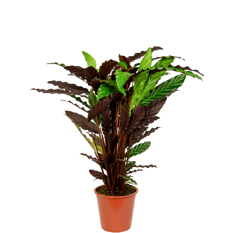Calathea-wavestar-kamerplant-3