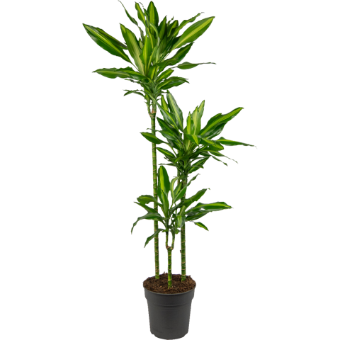 Dracaena-cintho-kamerplant