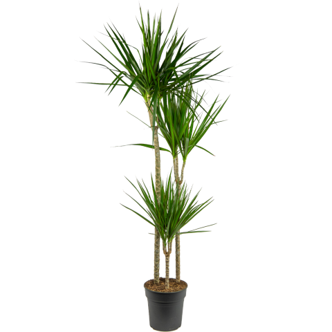 Dracaena-marginata-drakenbloedboom-groot 1