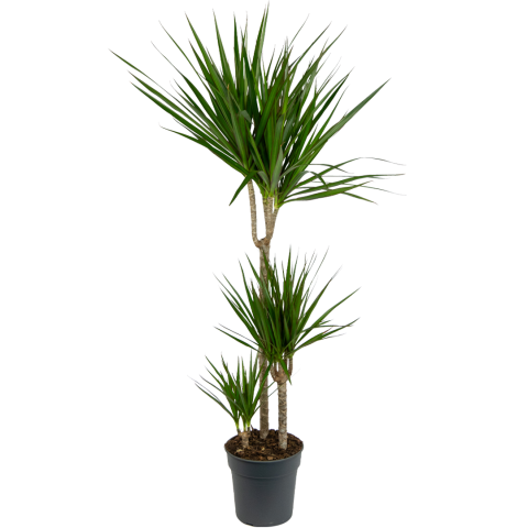 Dracaena-marginata-kamerplant-