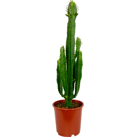 Euphorbia-acruensis-24-85-wolfsmelk-cactus-plant