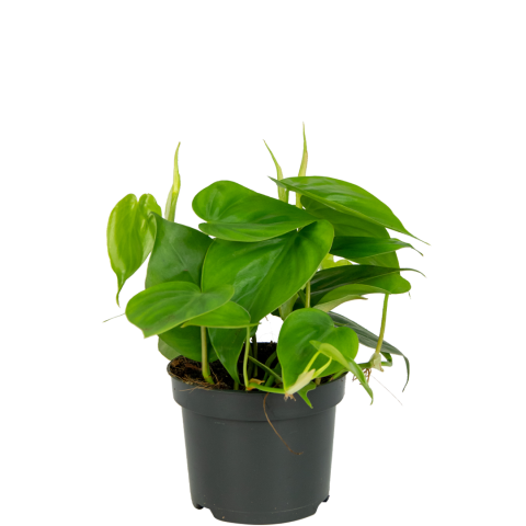 Philodendron-scandens-klein