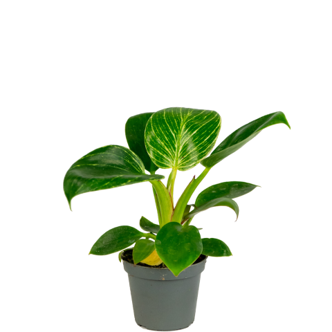 Philodendron-white-measure-stekje