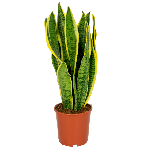 Sansevieria-laurentii-kamerplant
