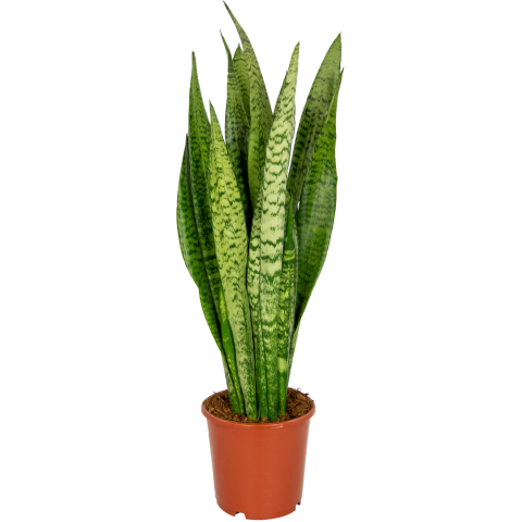 Sansevieria-zeylanica-kamerplant