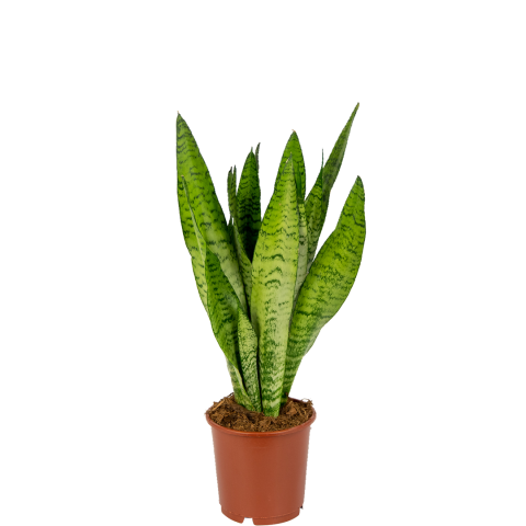 Sansevieria-zeylanica-vrouwentong-kamerplant