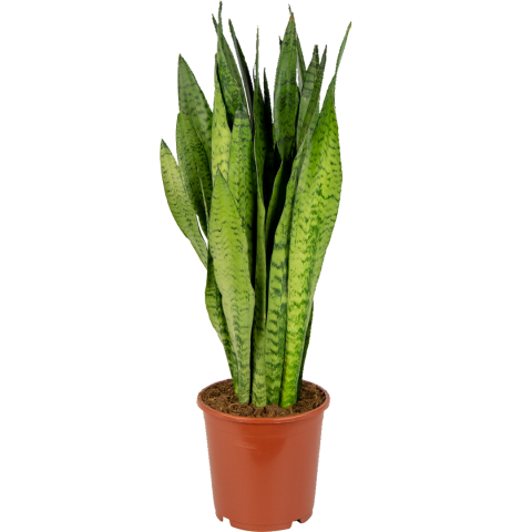 sanseveria in pot