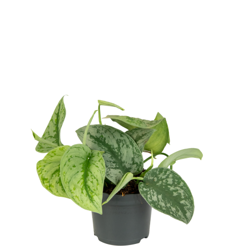 Scindapsus-pictus-trebie-klein