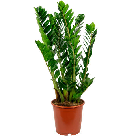Zamioculcas-zamiifolia-middelgroot