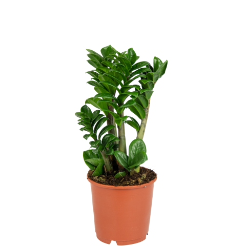 Zamioculcas-zenzi-klein