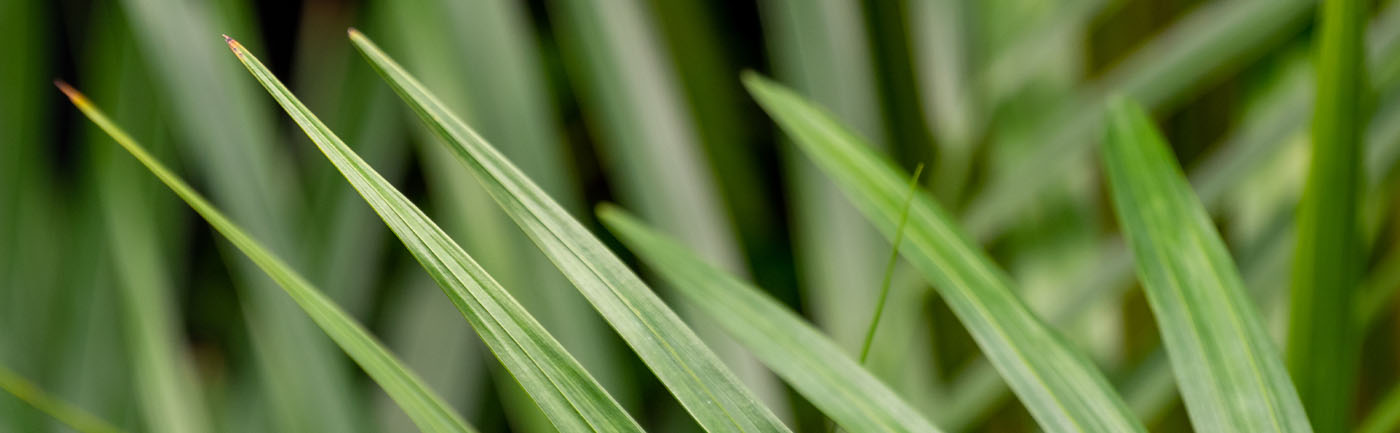 Areca verzorging Areca verzorging