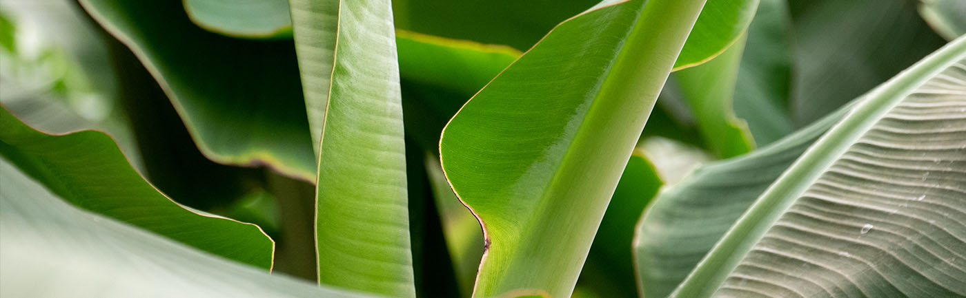 Bananenplant (Musa) verzorging Bananenplant (Musa) verzorging