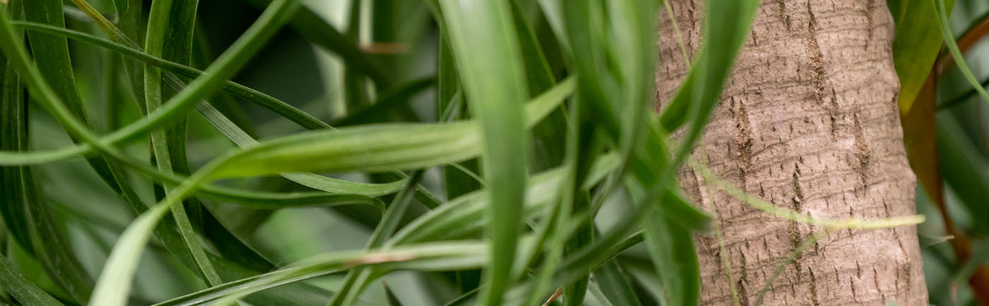Beaucarnea verzorging Beaucarnea verzorging