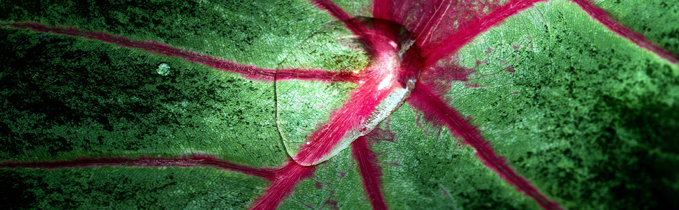 Caladium verzorging Caladium verzorging