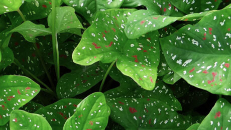 Caladium verzorging
