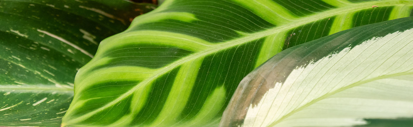 Calathea verzorging Calathea verzorging
