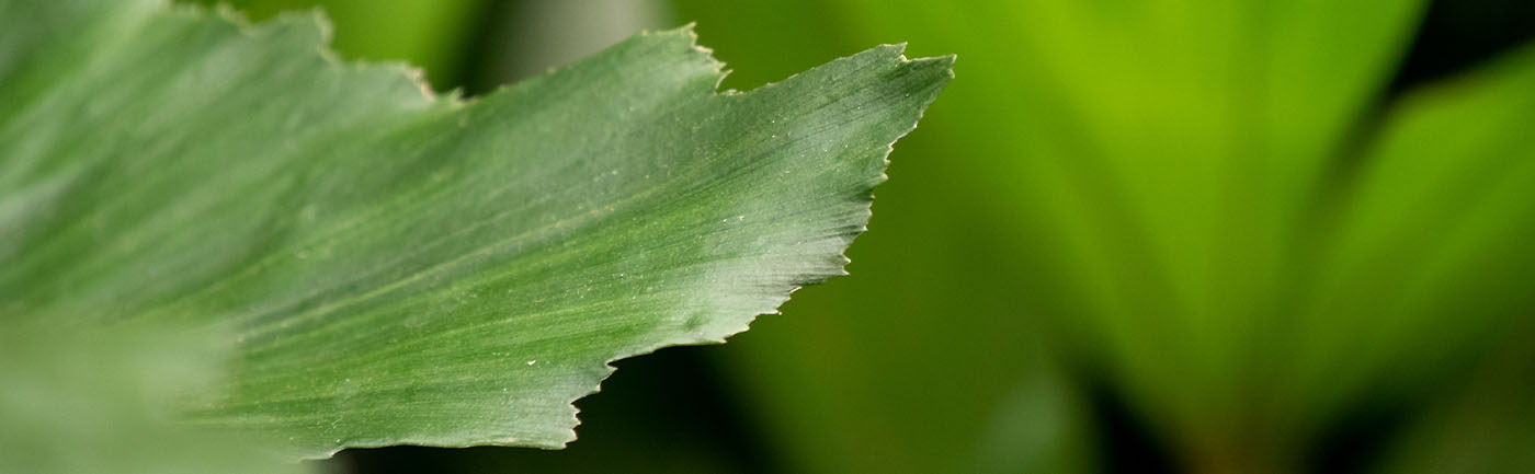 Caryota verzorging Caryota verzorging