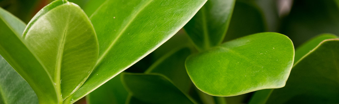 Clusia verzorging Clusia verzorging