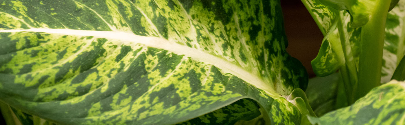 Dieffenbachia verzorging Dieffenbachia verzorging
