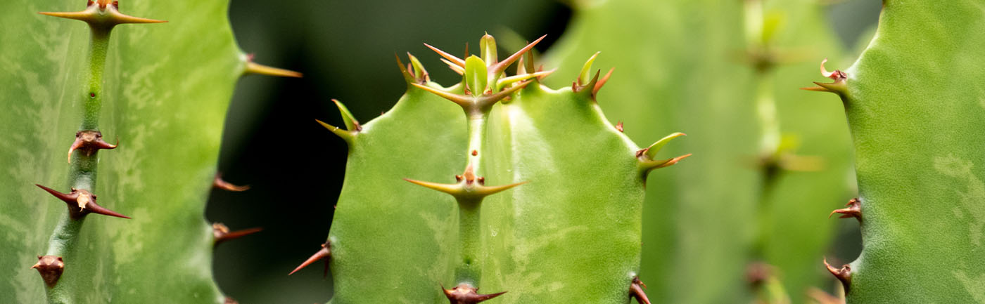 Euphorbia verzorging Euphorbia verzorging