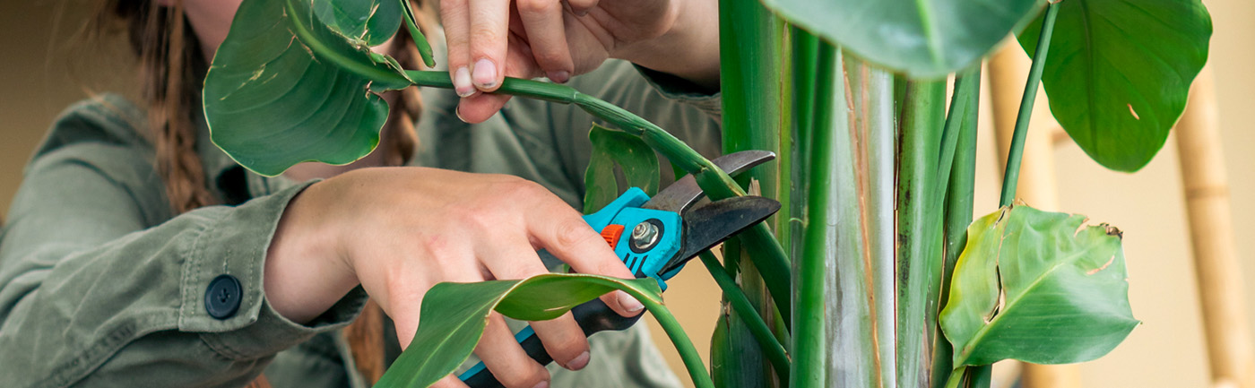 Hoe moet ik mijn kamerplant snoeien? Hoe moet ik mijn kamerplant snoeien?