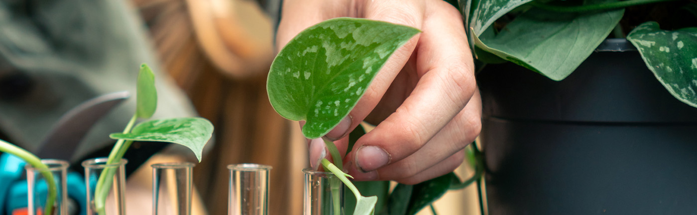 Hoe kan ik mijn kamerplant stekken? Hoe kan ik mijn kamerplant stekken?