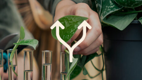 Hoe kan ik mijn kamerplant stekken?