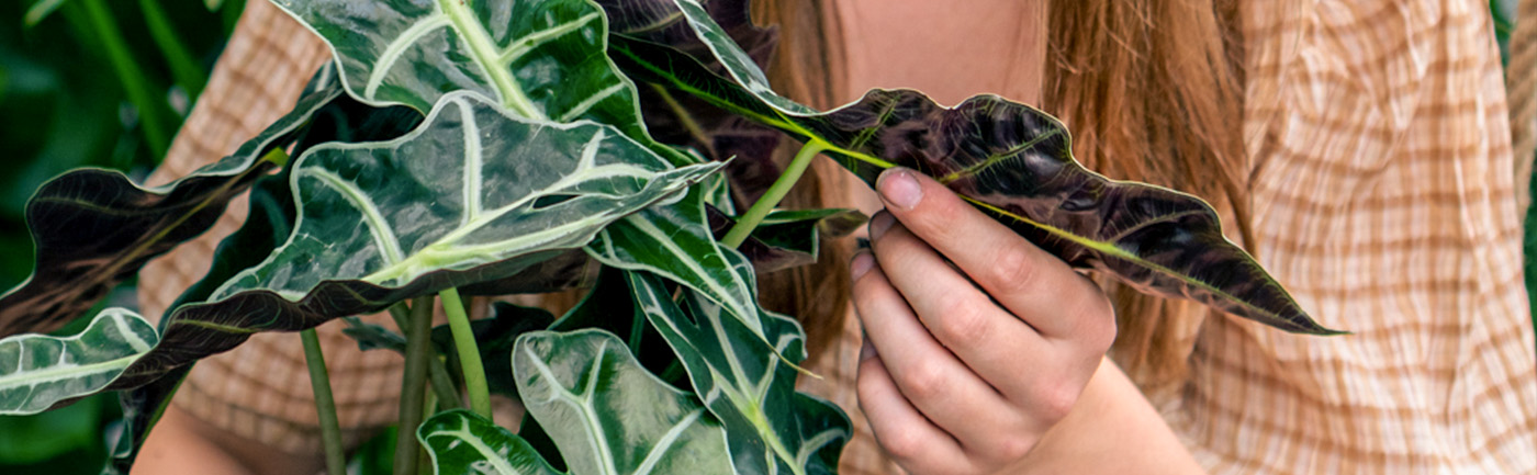 Hoeveel licht heeft mijn kamerplant nodig? Hoeveel licht heeft mijn kamerplant nodig?