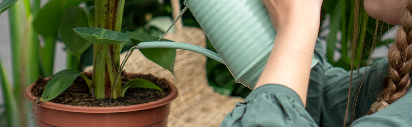 Hoe moet ik mijn kamerplanten water geven? Hoe moet ik mijn kamerplanten water geven?