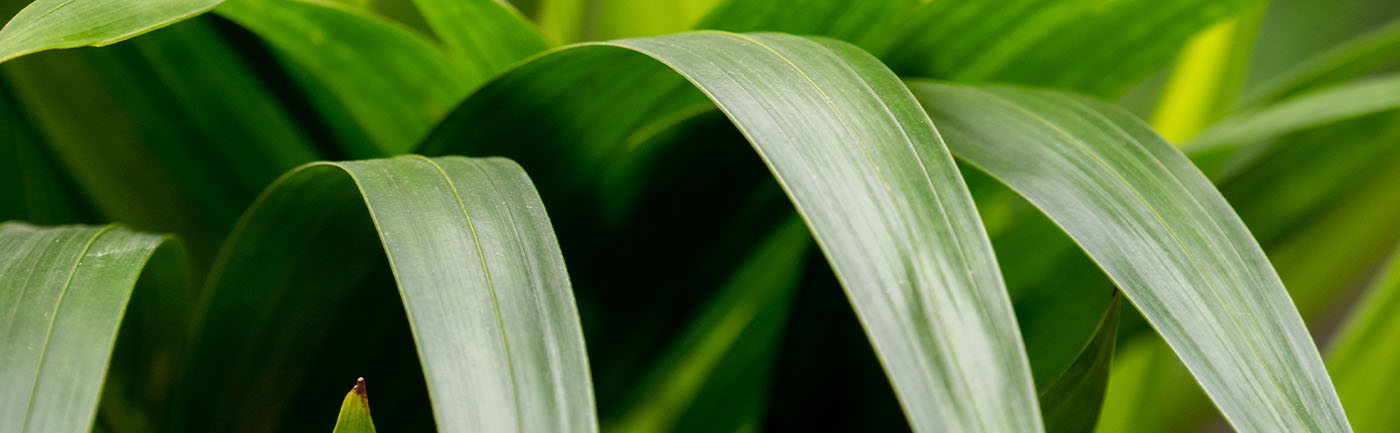 Kentia verzorging Kentia verzorging