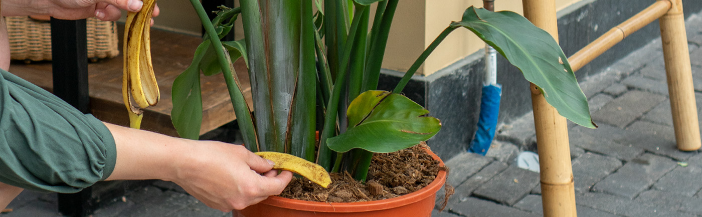 Moet ik mijn kamerplant voeding geven? Moet ik mijn kamerplant voeding geven?