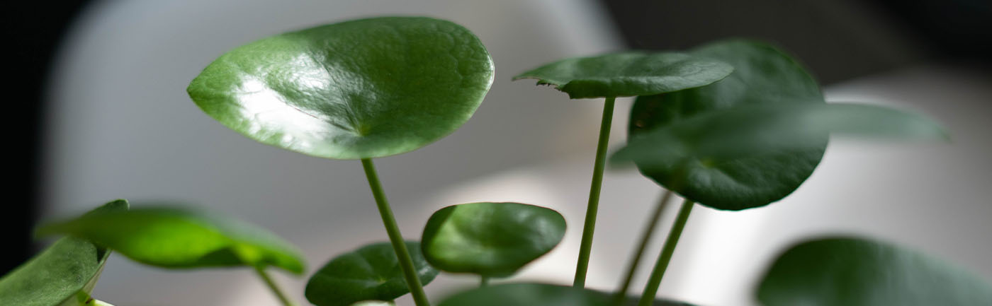 Pilea verzorging Pilea verzorging