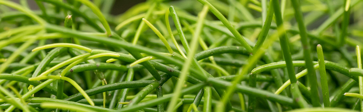 Rhipsalis verzorging Rhipsalis verzorging