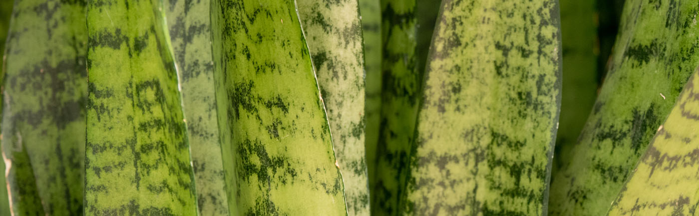 Sansevieria verzorging Sansevieria verzorging