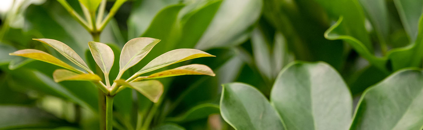 Schefflera verzorging