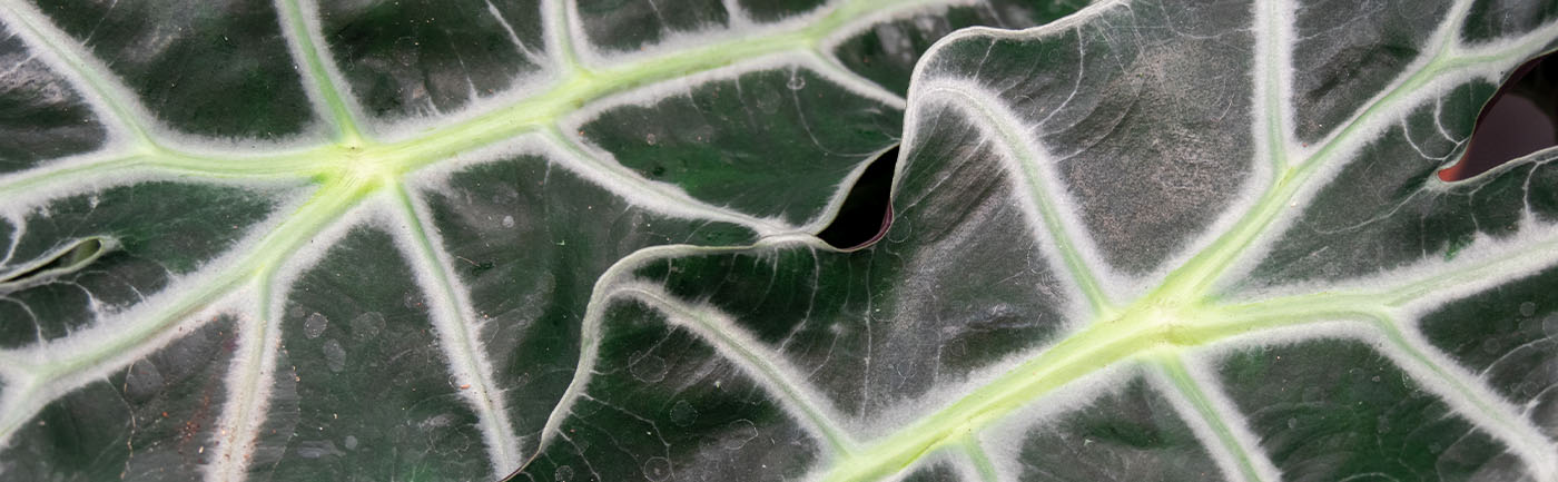 Alocasia verzorging Alocasia verzorging