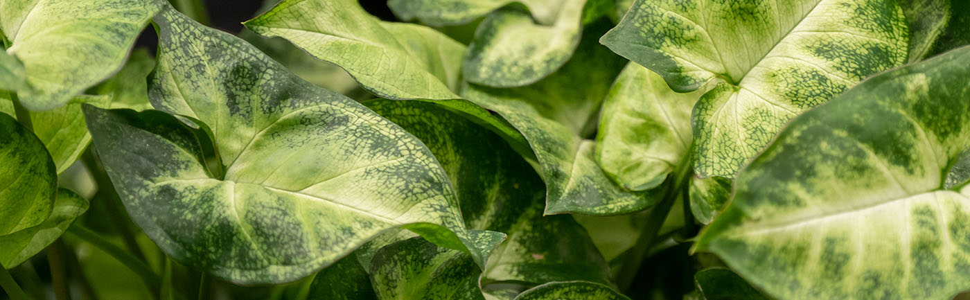 Syngonium verzorging Syngonium verzorging