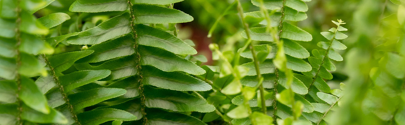 Varen verzorging Varen verzorging