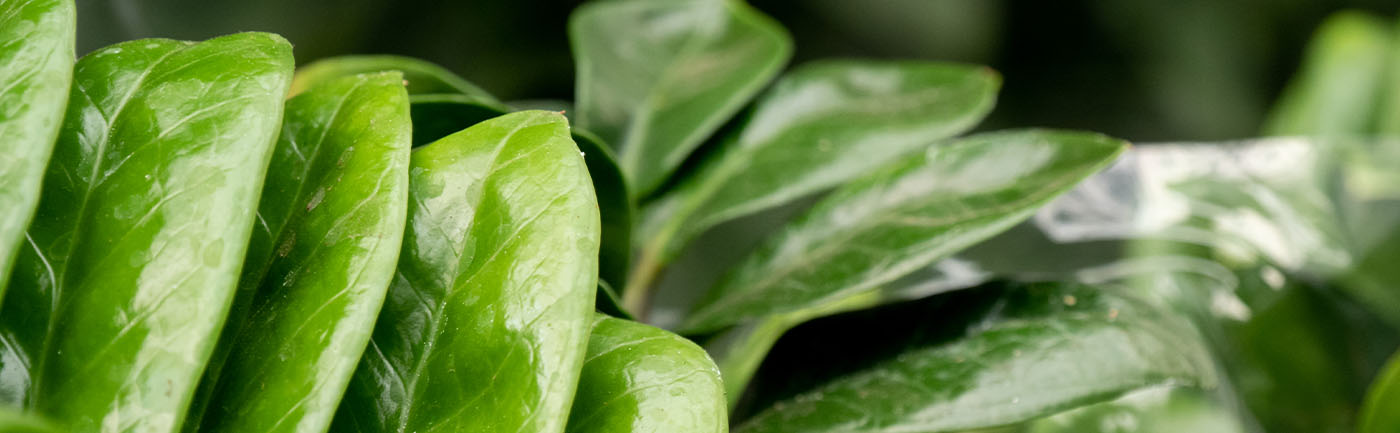 Zamioculcas verzorging Zamioculcas verzorging