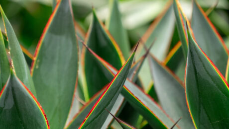 Agave verzorging